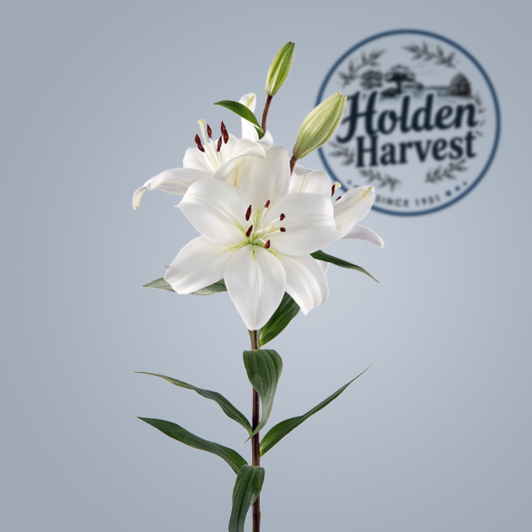 lily-white